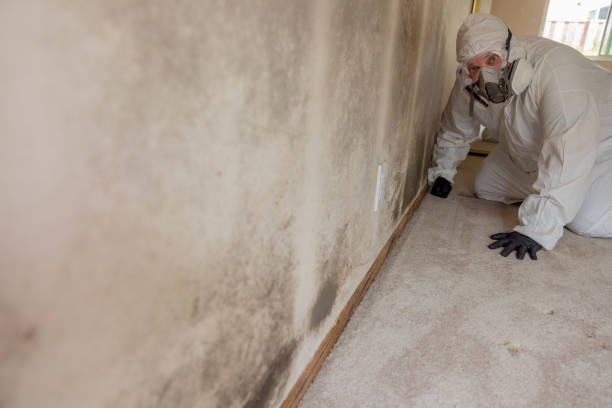 Best Industrial Mold Remediation  in USA